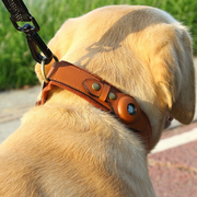Leather AirTag dog collar on a golden retriever securing Apple AirTag for pet tracking and safety